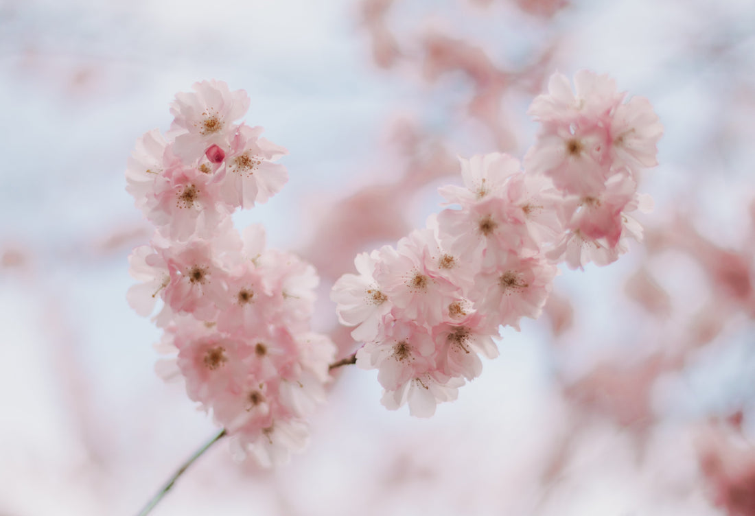 Entdecke unser neues Wallpaper | Mai 2025