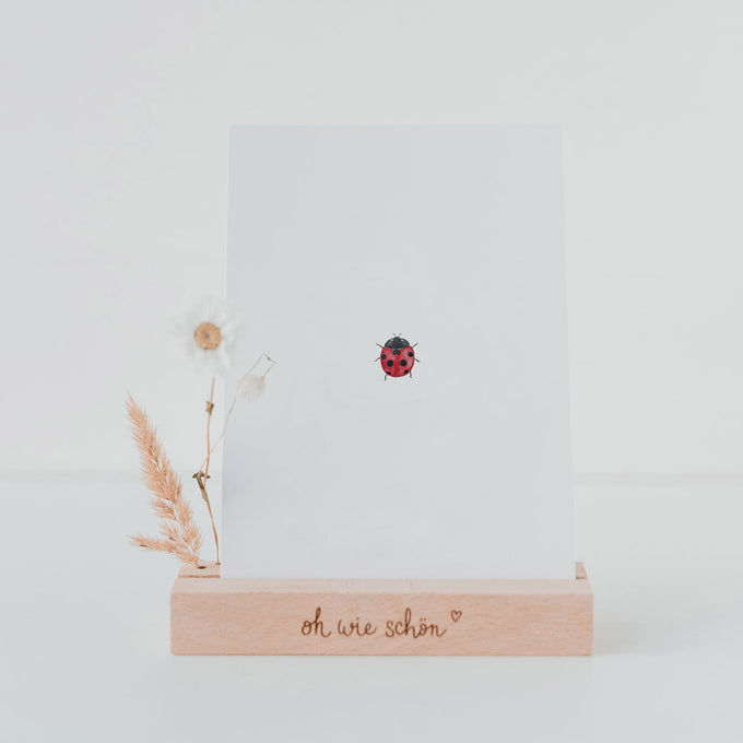 Coccinelle (ENG)
