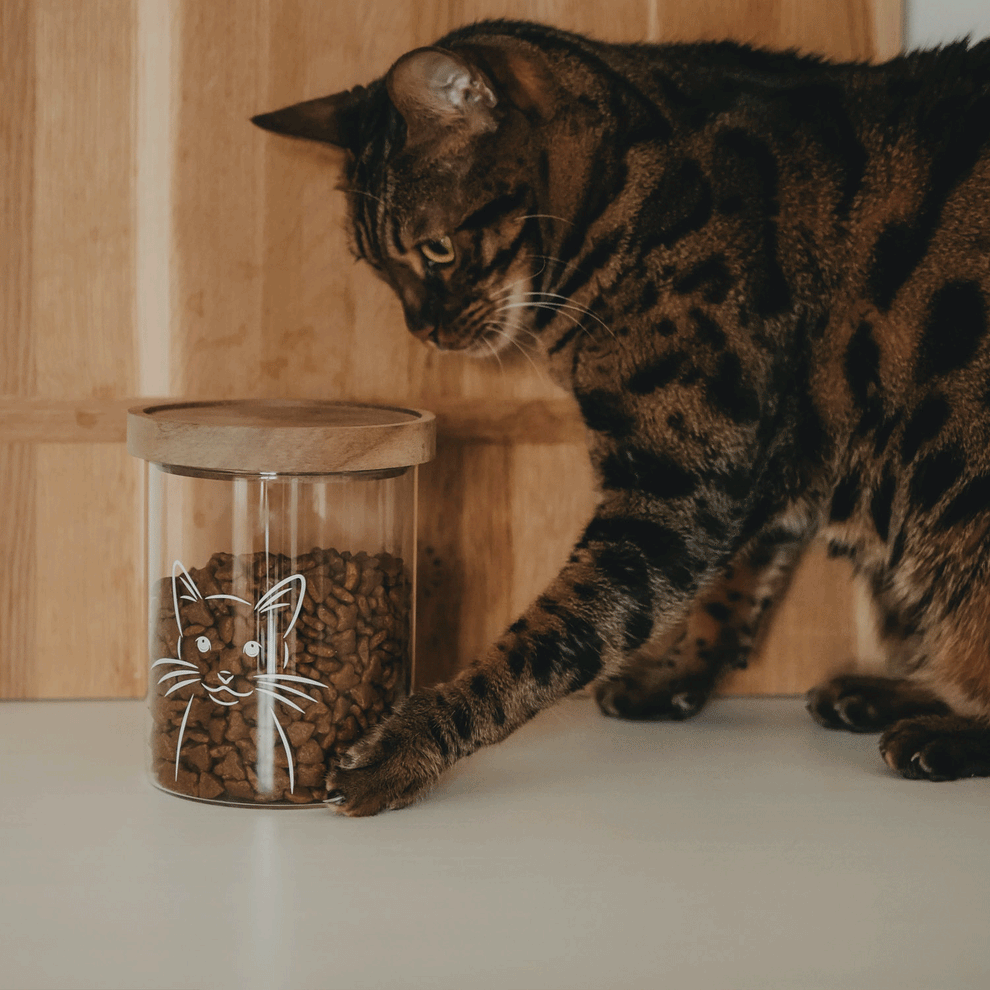 Mehrere Bilder in Abfolge: Getigerte Katze neben einem mit Trockenfutter gefüllten Vorratsglas mit Katzenmotiv und Holzdeckel.