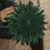 Grüne Papierschneeflocke 30 cm mit filigraner Fächerstruktur als Weihnachtsdekoration