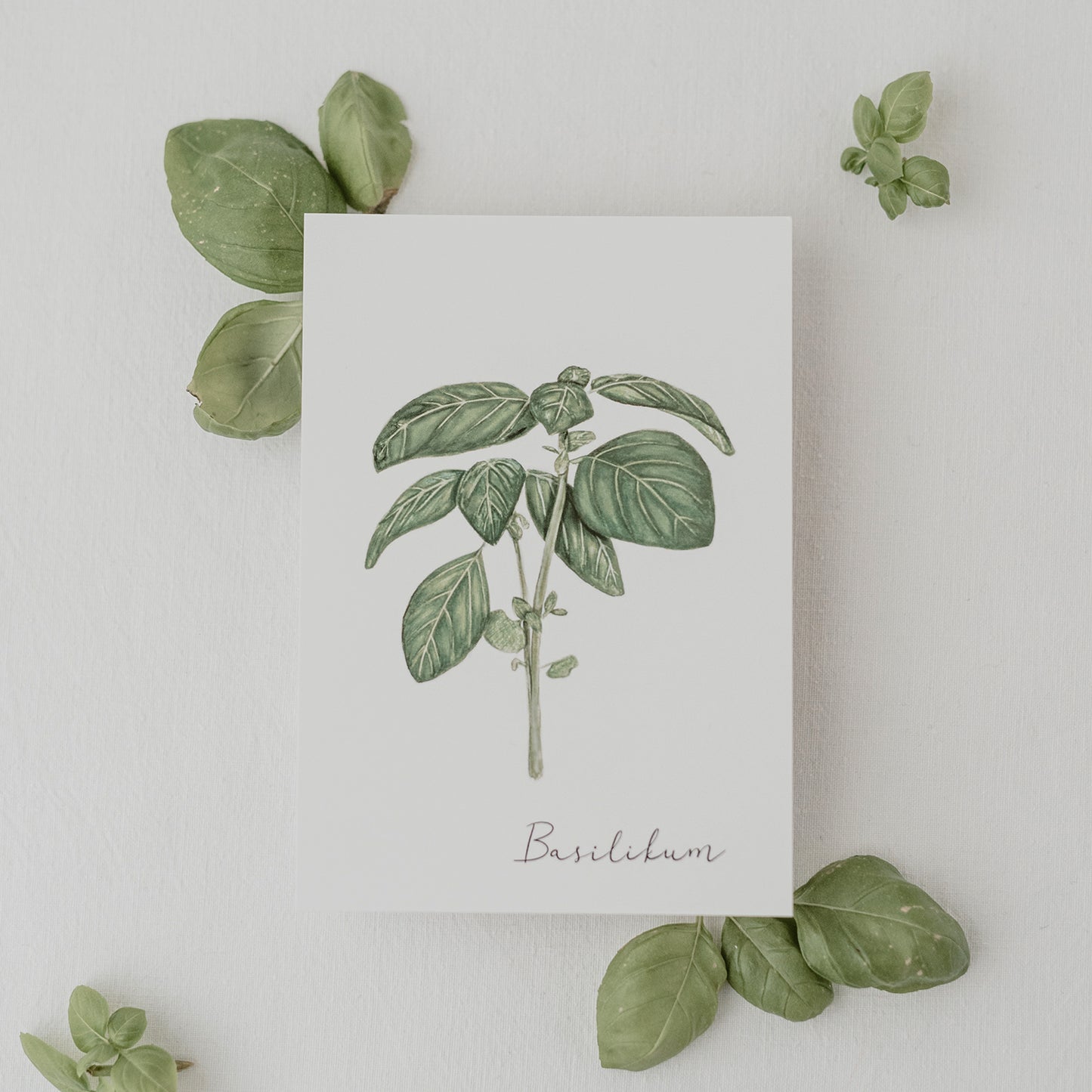 Kartenset Kräuter 9er Set