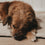 Nahaufnahme Hund auf weicher cremefarbener Hundedecke